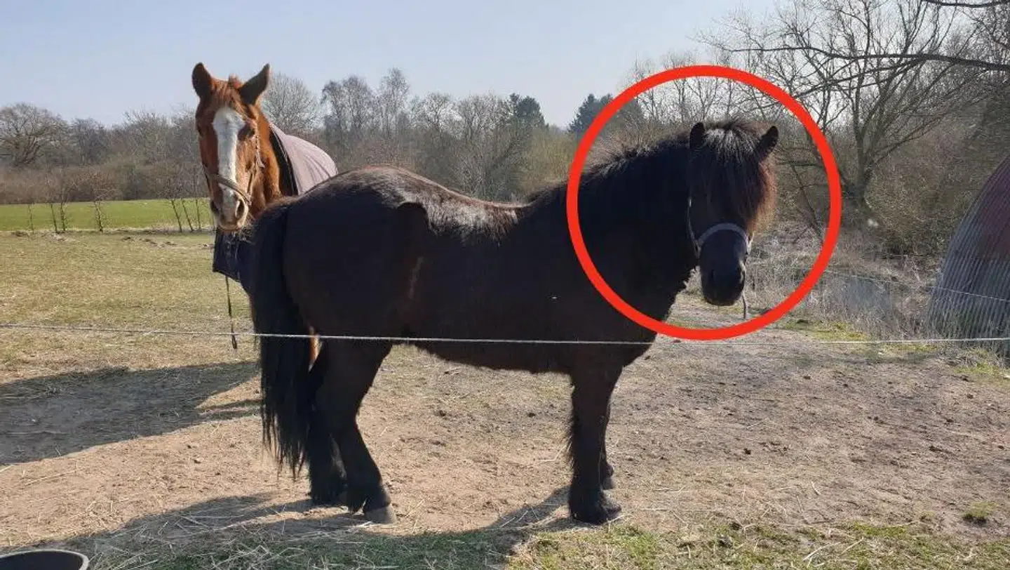 En kvinde måtte fredag ringe til Fyns Politi, fordi der pludeslig var en hest for meget i hendes indhegning. Foto: Fyns Politi