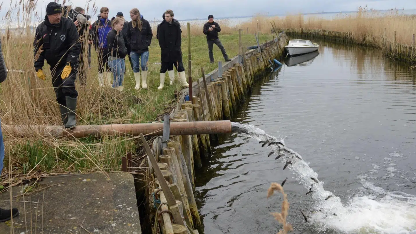 Det er vigtigt at kunne tiltrække turister med eftertragtede fisk i vandløbene, fortæller direktør i Destination Fyn. Foto: Terkel B. Christensen.