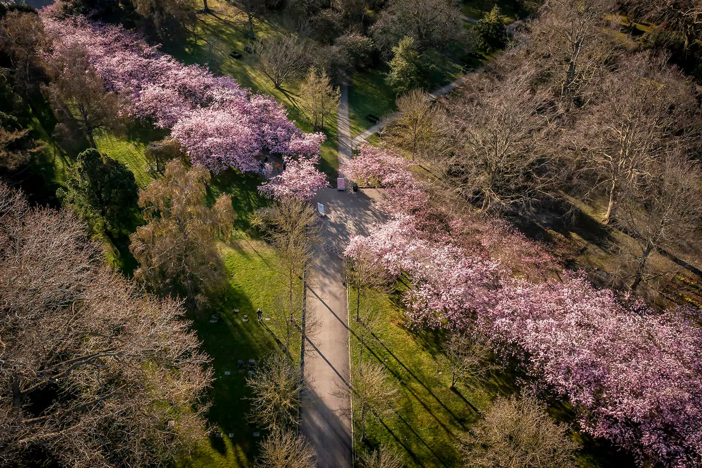 Om ganske få dage vil kirsebæralléen endnu engang være badet i lyserødt. (Arkivfoto)