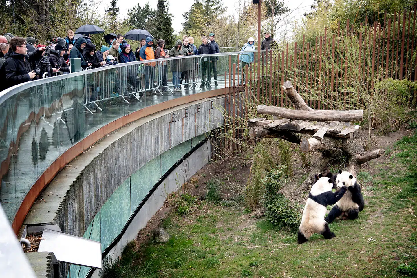 Mao Sun og Xing Er har kastet sig ud i deres årlige parringsmøde. Eller måske er det mere retvisende blot at kalde det møde.