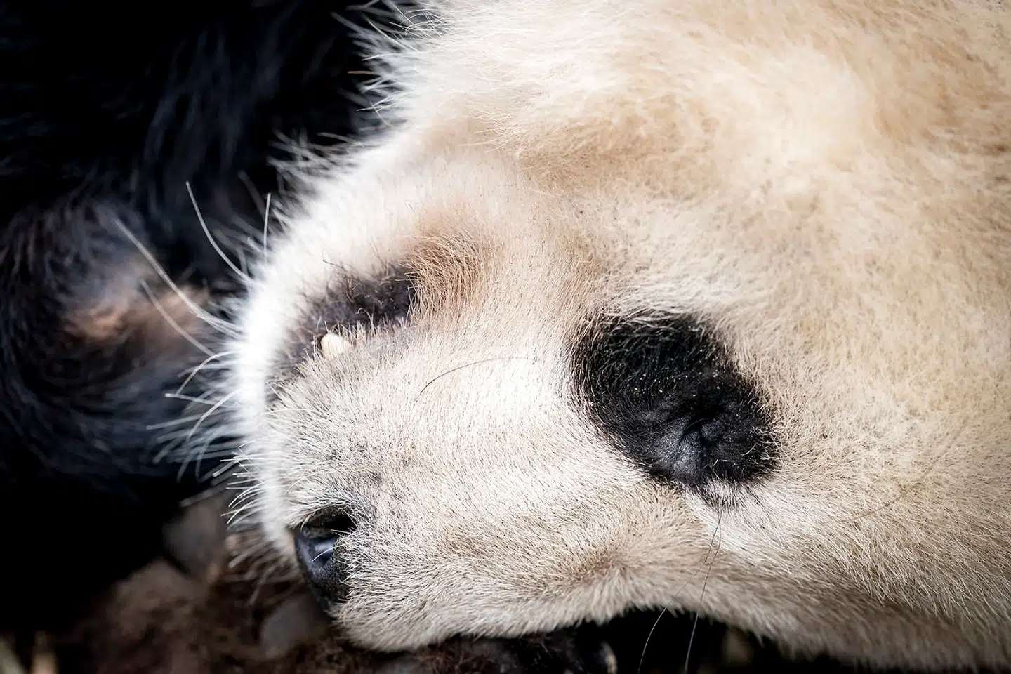 Pandaerne i zoo er blevet sat sammen i håbet om parring søndag den 24 april 2022. Pandaerne i Københavns Zoo, hannen Xing Er og hunnen Mao Sun, har én gang om året chancen for at parre sig.. (Foto: Mads Claus Rasmussen/Ritzau Scanpix)