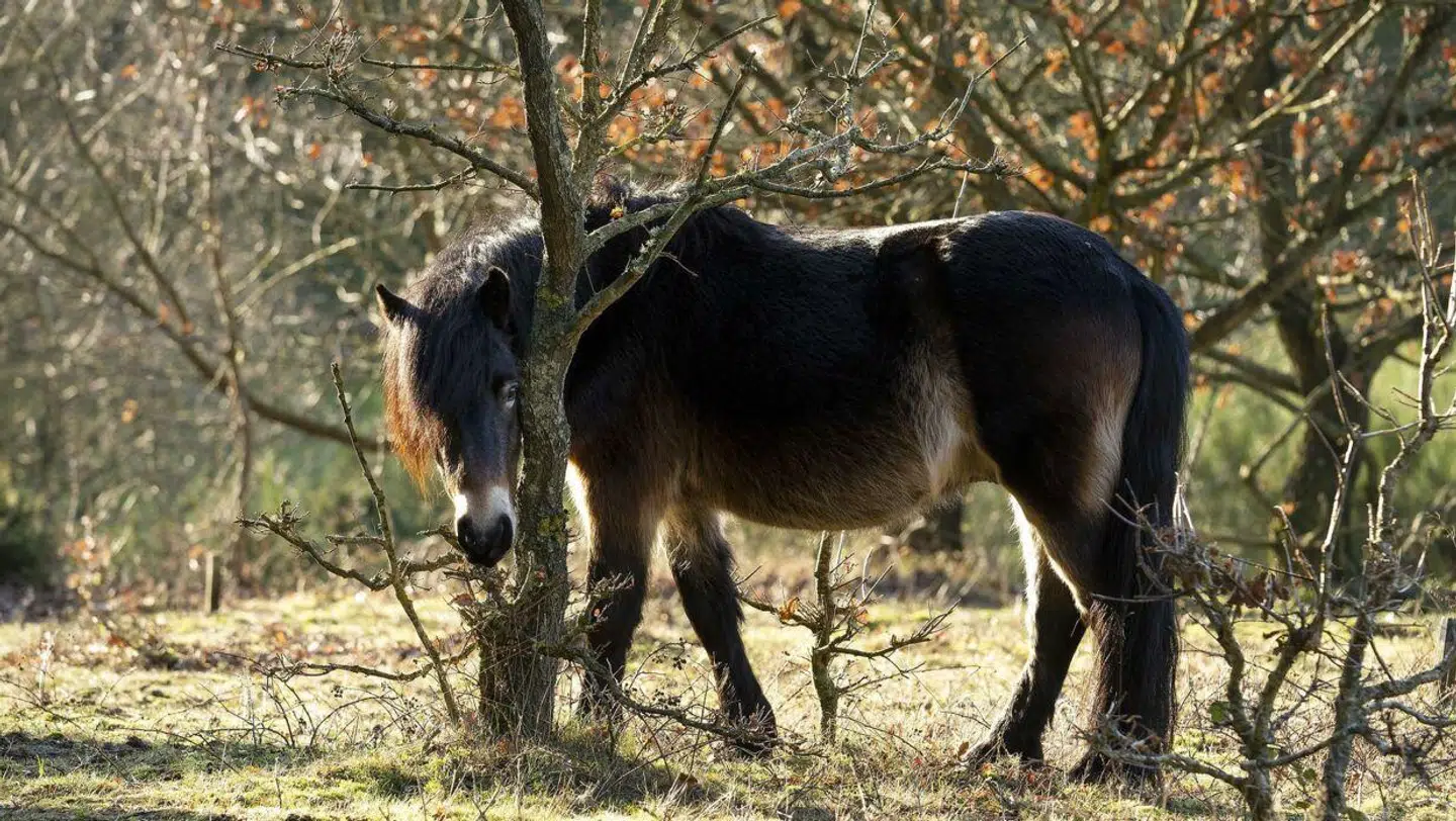 Molslaboratoriet fører selv tilsyn med hestene i området. De fodrer dem ikke, men tager dem ud af flokken, hvis det er nødvendigt.