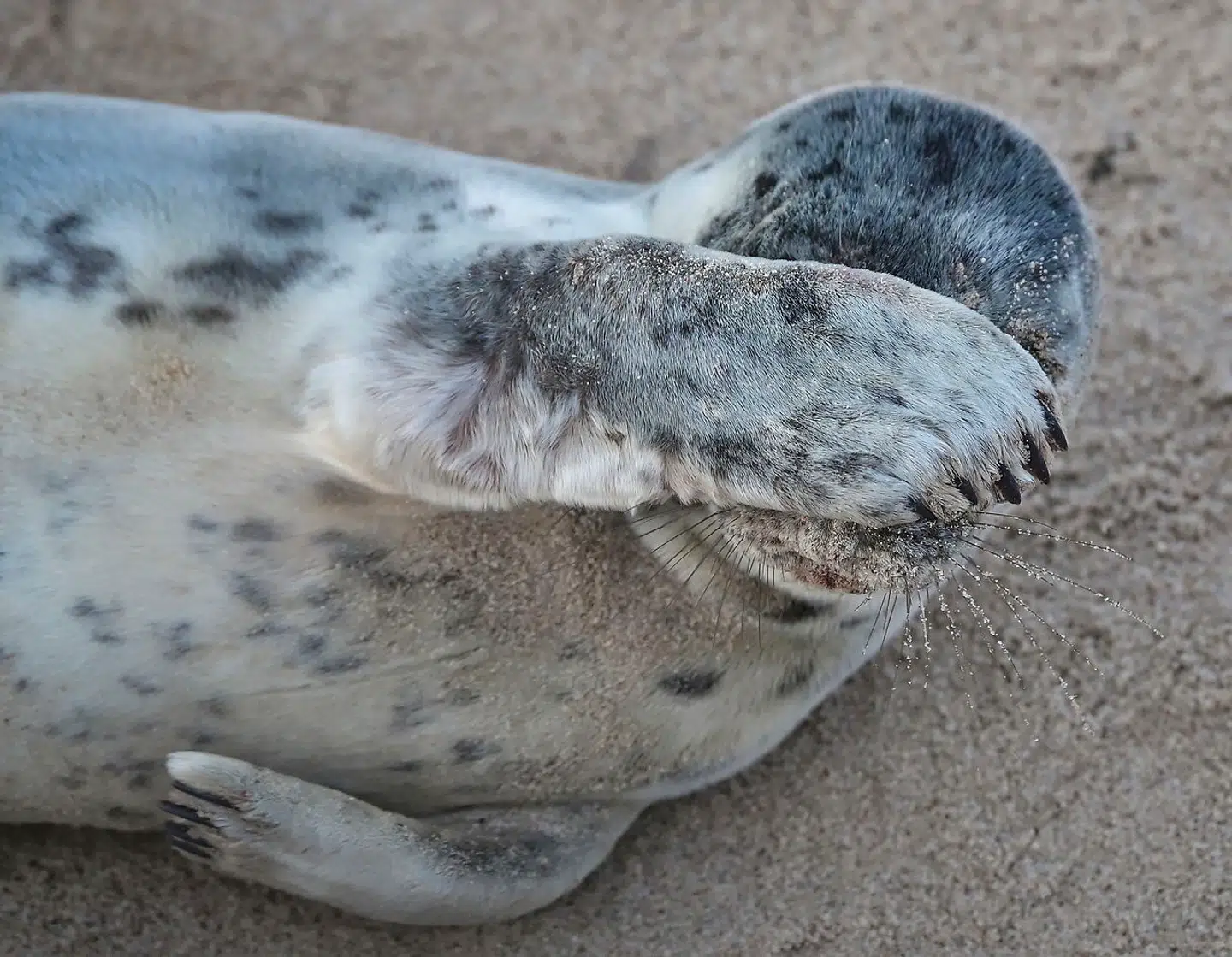 Gråsæl kan ifølge Dansk Pattedyrforening blive negativt påvirket af byggeriet af vindmølleparker i Køge Bugt.