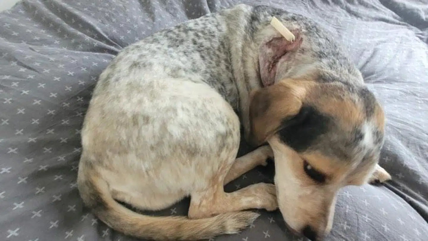 Bancho var hårdt såret og meget bange, da han endelig kom hjem til Maja Malycha.