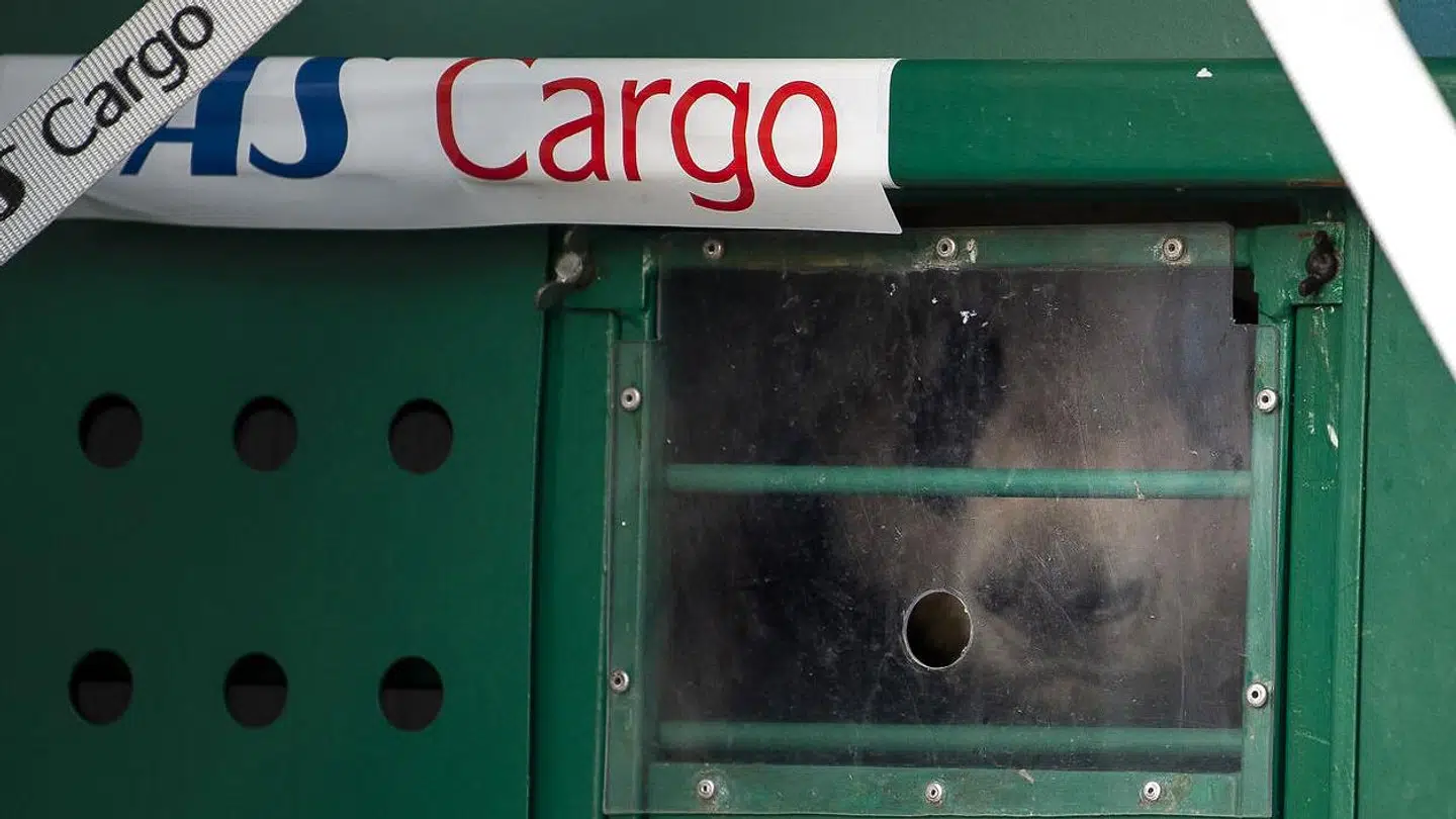 Panda Xing Er kigger ud fra sin fragtkasse just ankommet i Københavns Lufthavn.