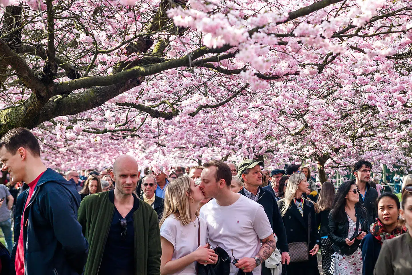 I to til tre uger blomstrer kirsebærtræerne på Bispebjerg Kirkegard.
