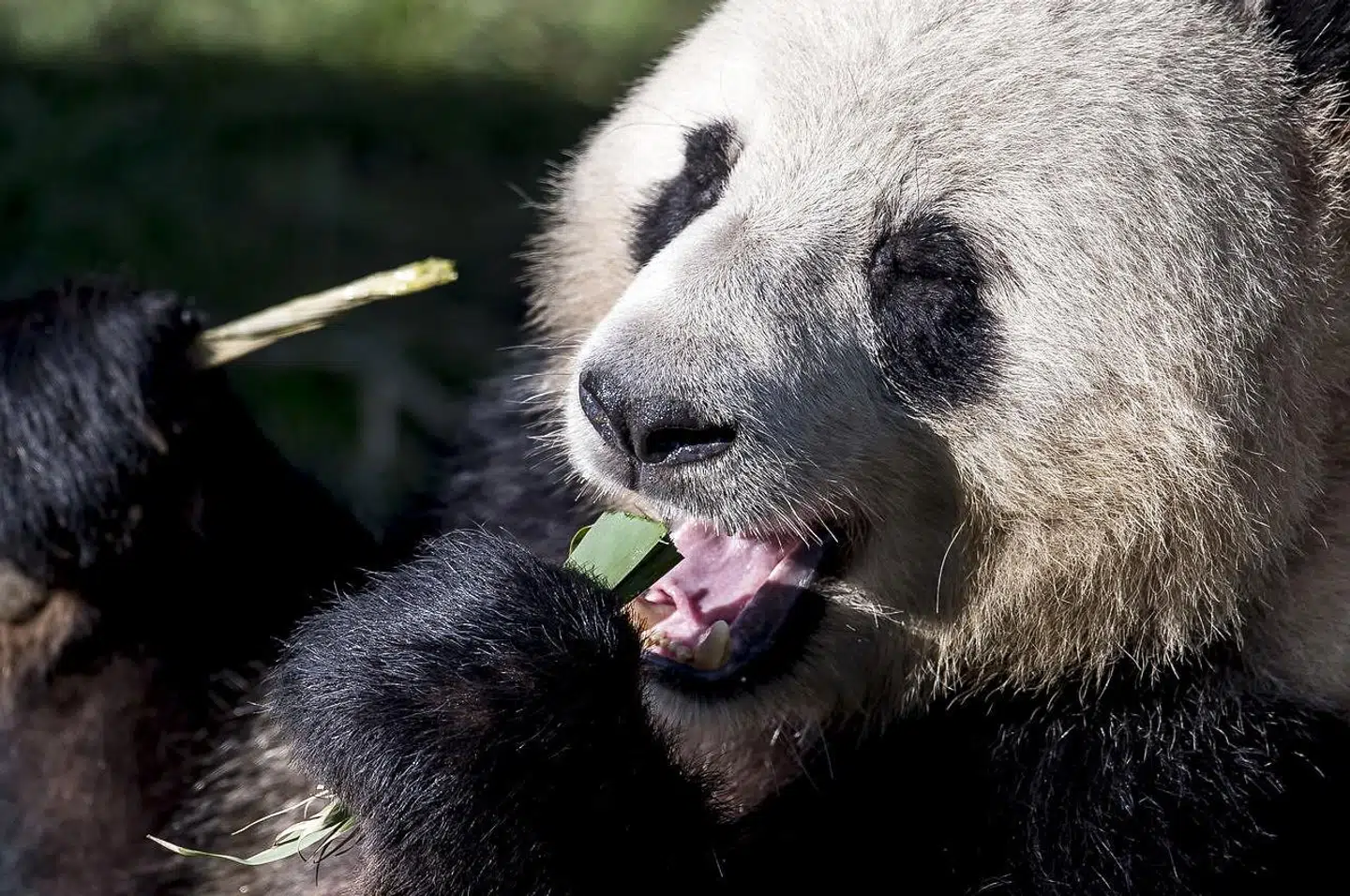 Der skal bambus til for at holde en panda i gang. Her tykker Xing Er på noget bambus.