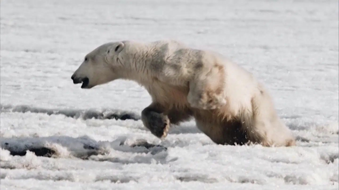 Isbjørnen er begyndt at jagte mad igen.