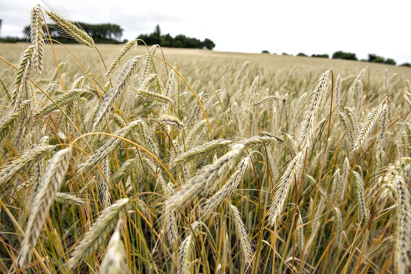 Brandfaren stiger over det meste af landet i løbet af weekenden, og særligt landmænd skal være opmærksomme i forbindelse med høsten, lyder det fra Danske Beredskaber. (Arkivfoto). Henning Bagger/Ritzau Scanpix