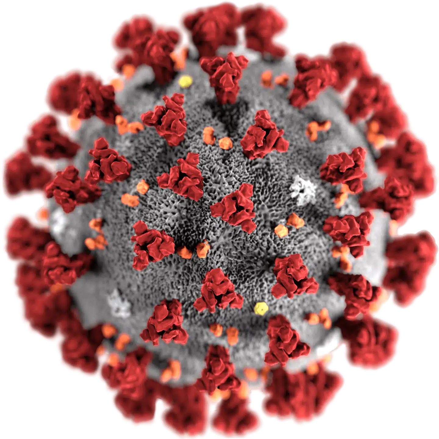 De to bemærkelsesværdige mutationer i den indiske »dobbeltmutant« sidder i coronavirussens såkaldte spikeprotein (de røde udspring), som virussen anvender til at tiltuske sig adgang til vores celler med.