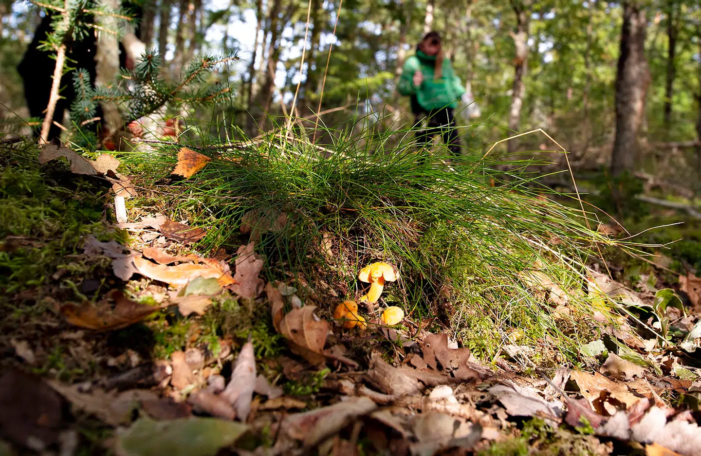Hvis man ved, hvor man skal kigge, kan man finde gode svampe for tiden, siger Thomas Laursen.