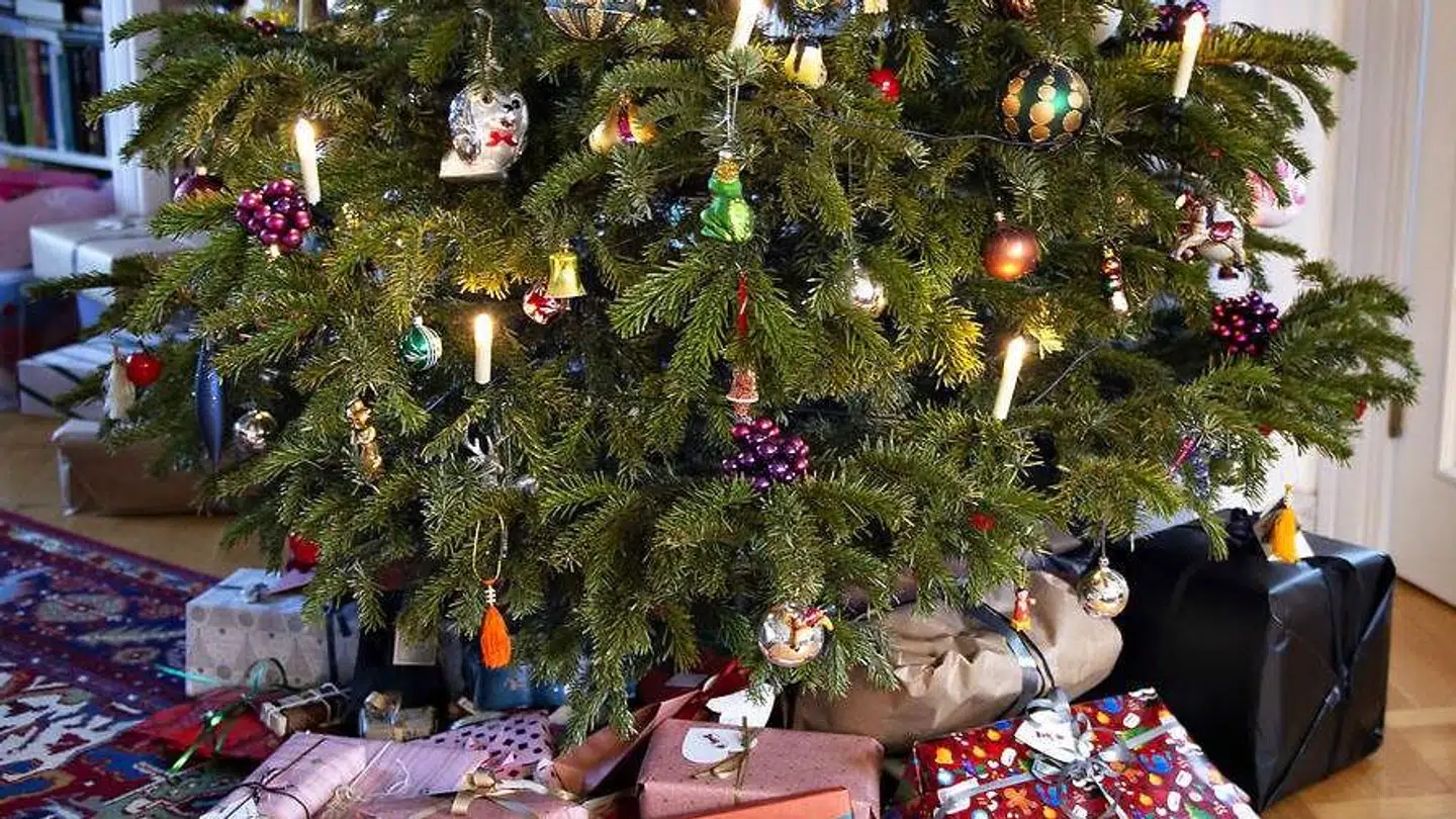 Brugte juletræer kan varme dit brusebad.