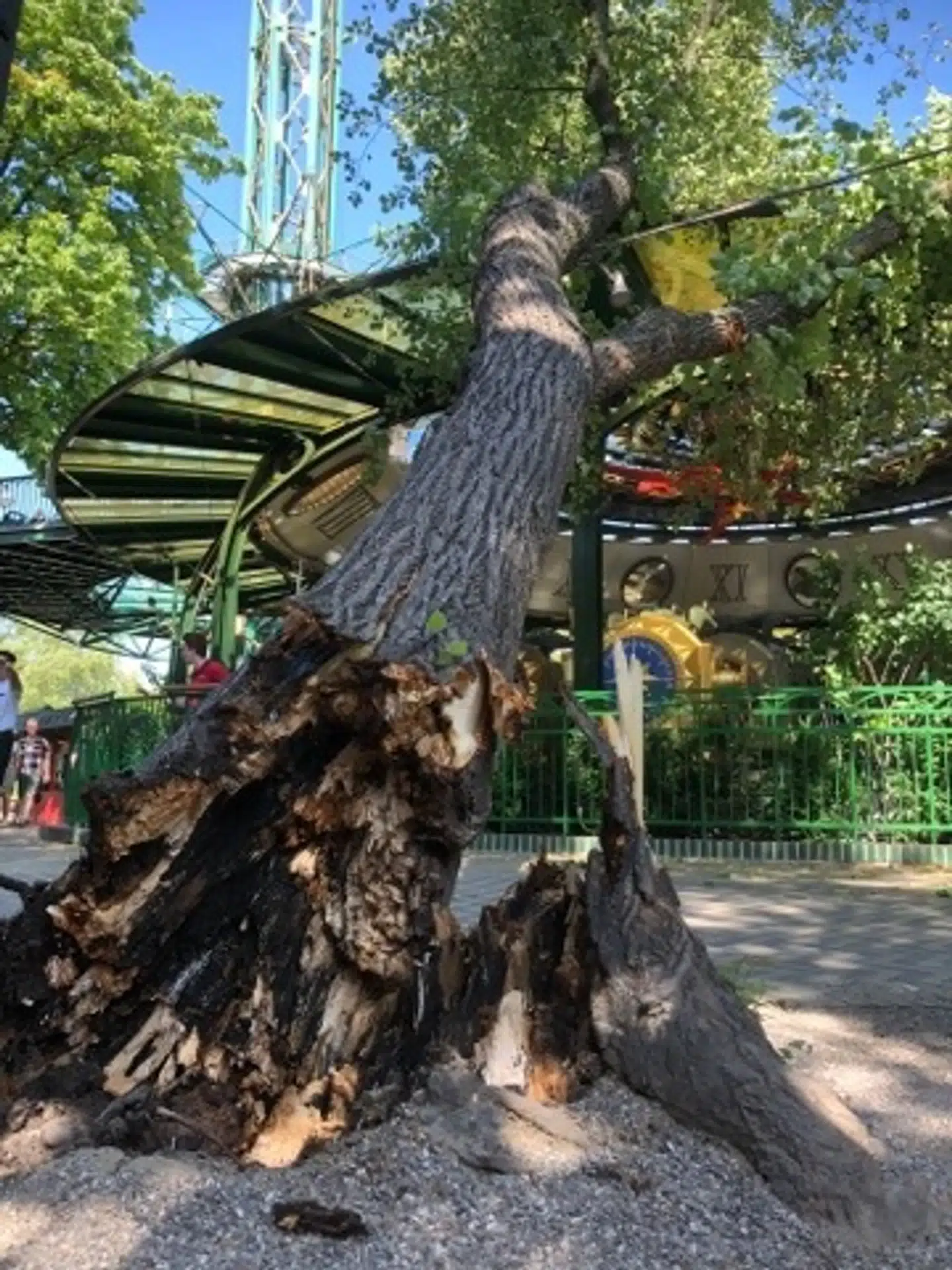 Her ses træet og Tik Tak. Foto: Privat