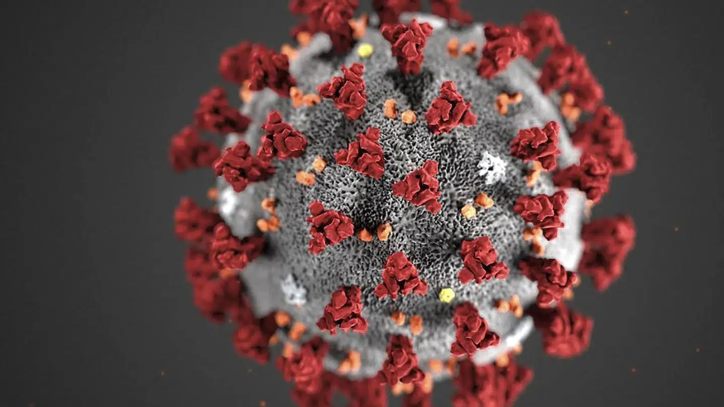 Ny art af coronavirus dominerer og har navn efter et sagnmonster. Billedet her er ikke den nye variant