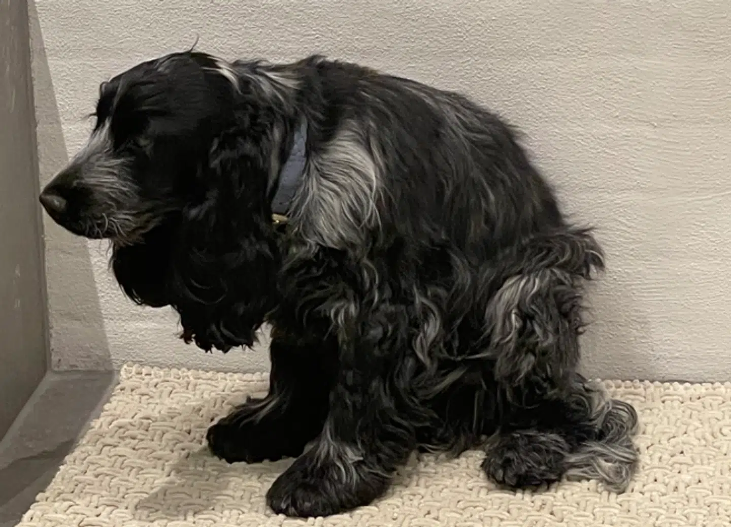 Cockerspaniel-hvalpen Domingo ses her helt sammenkrummet på parrets stuegulv. Foto: Privat