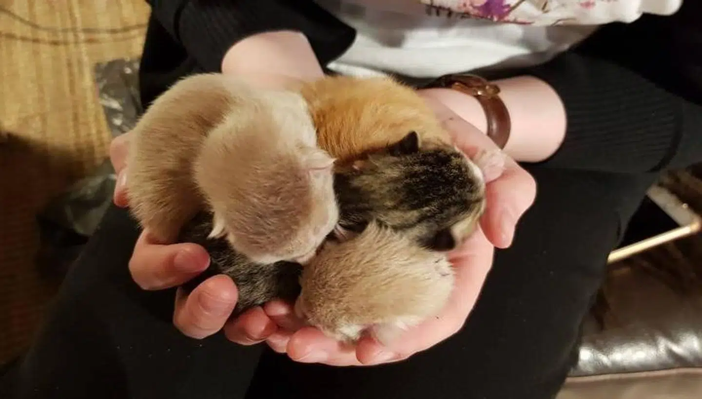 Det vælter ind med killinger på landets internater. Lige nu er der over 700 killinger fordelt på Dyrenes Beskyttelses otte internater.