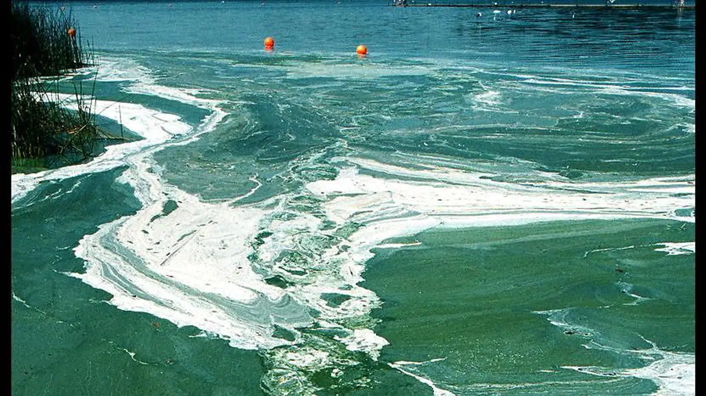 ARKIVFOTO. Frederiksdal Fribad, da det tidligere var plaget af blågrønalger.