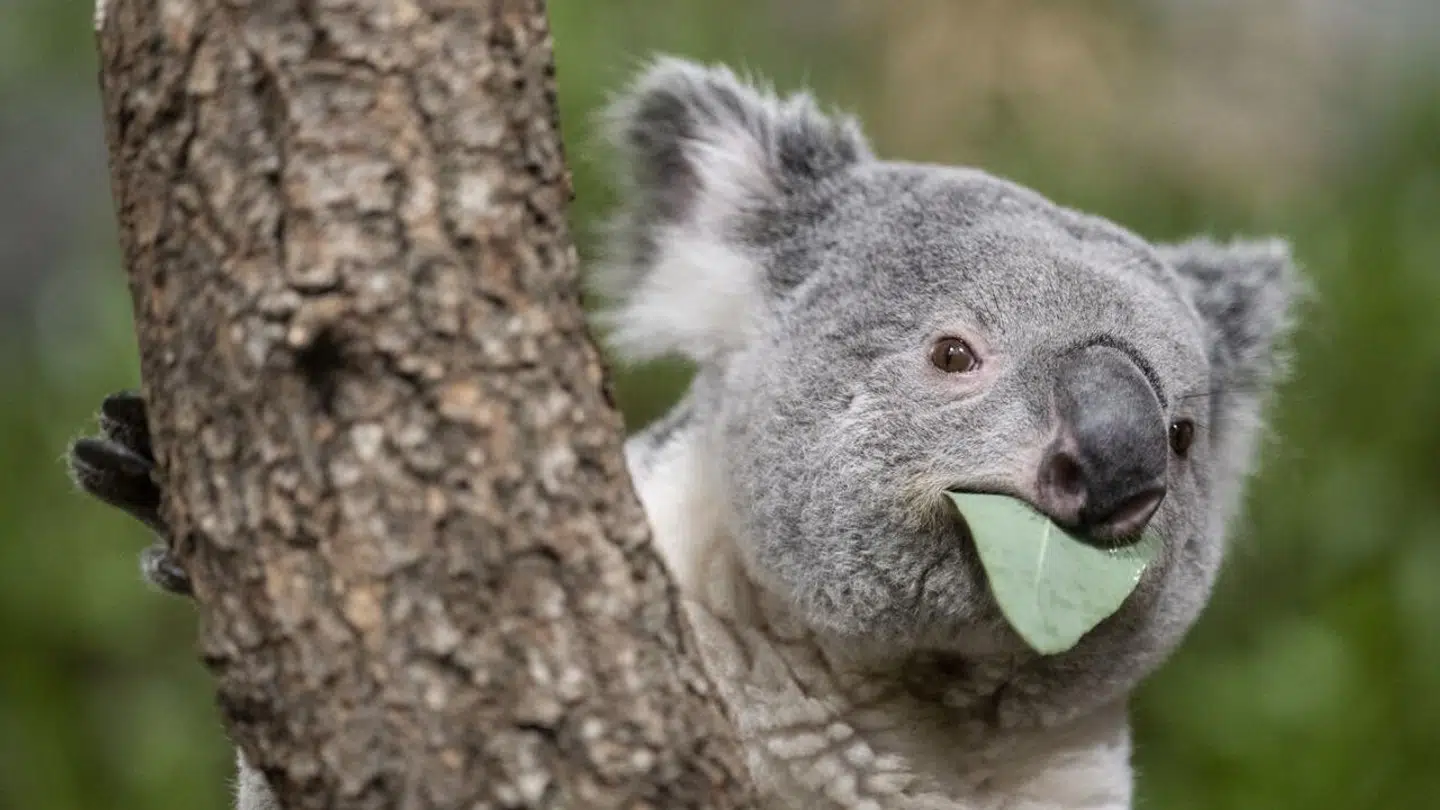Koalaen er listet som en truet dyreart og en af de største trusler mod bestanden er netop klamydia. Arkivfoto.
