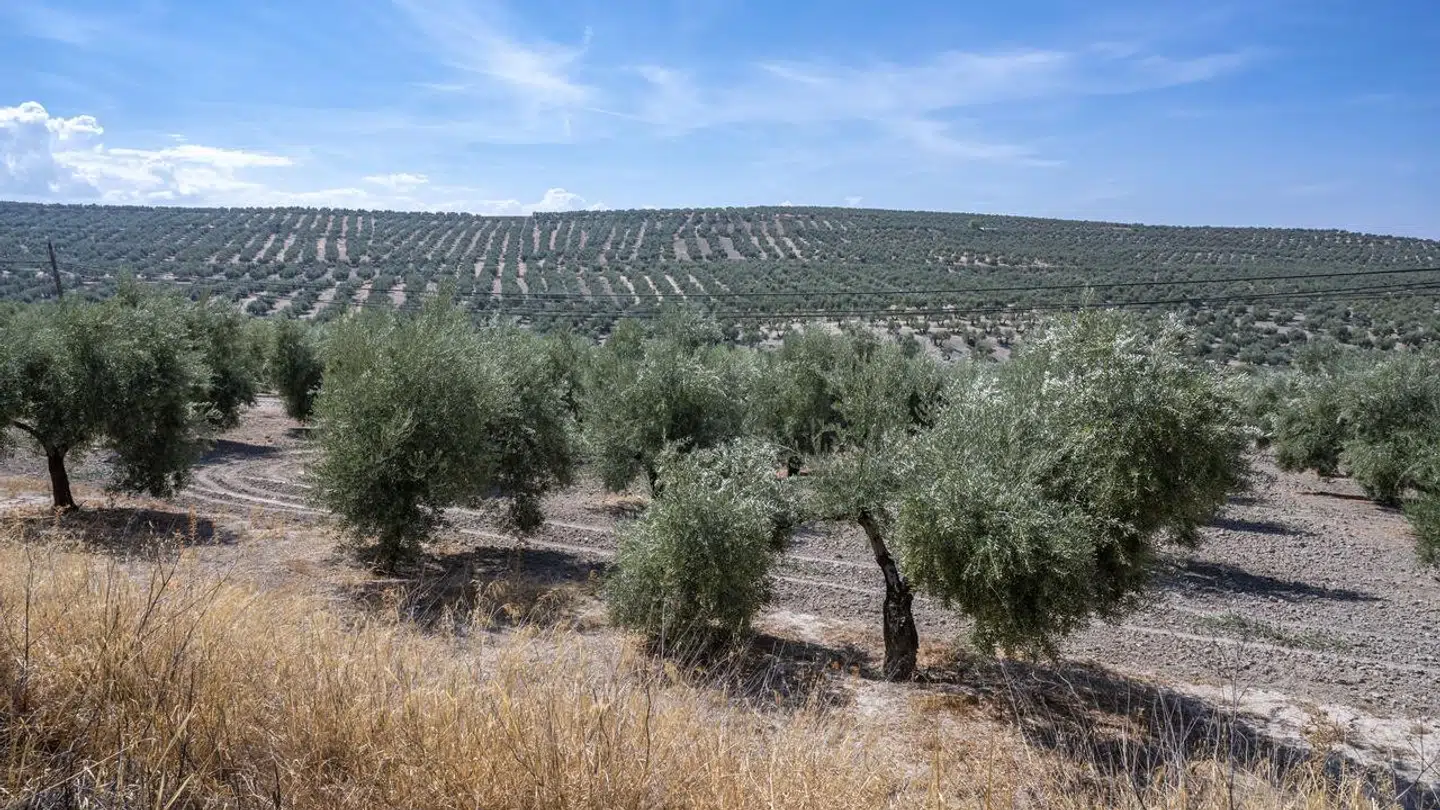 Arkivfoto. Oliventræer i Jaen-regionen i Spanien.
