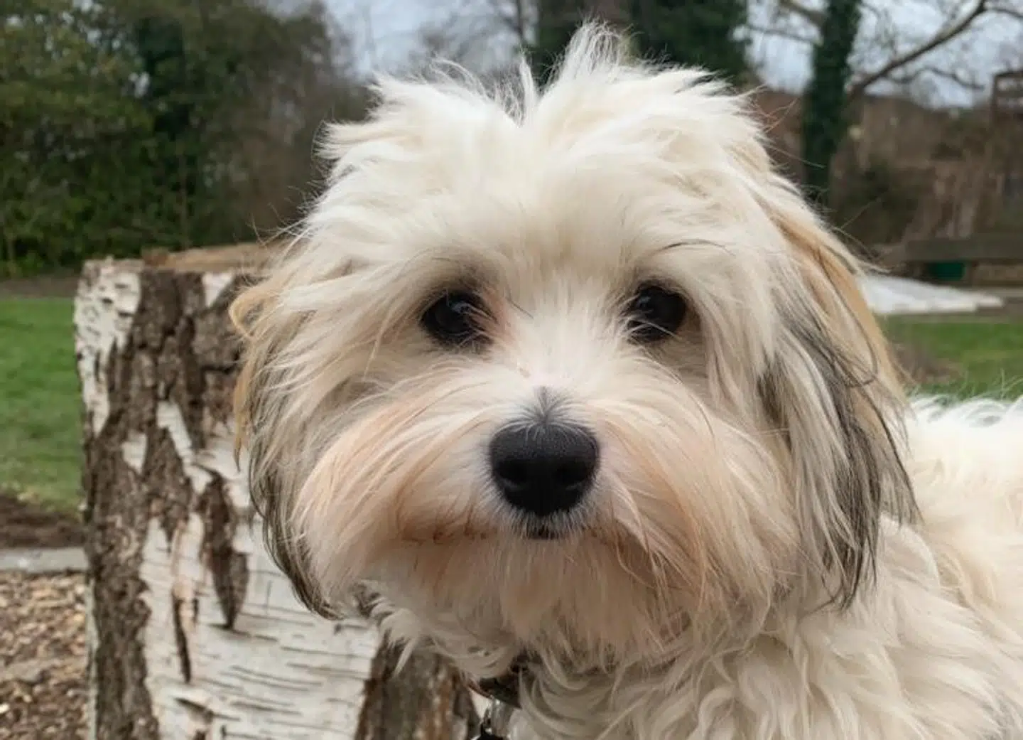 Hunden Rita, der giver den 16-årige pige lyst til at leve, som hun fortalte sin mor,