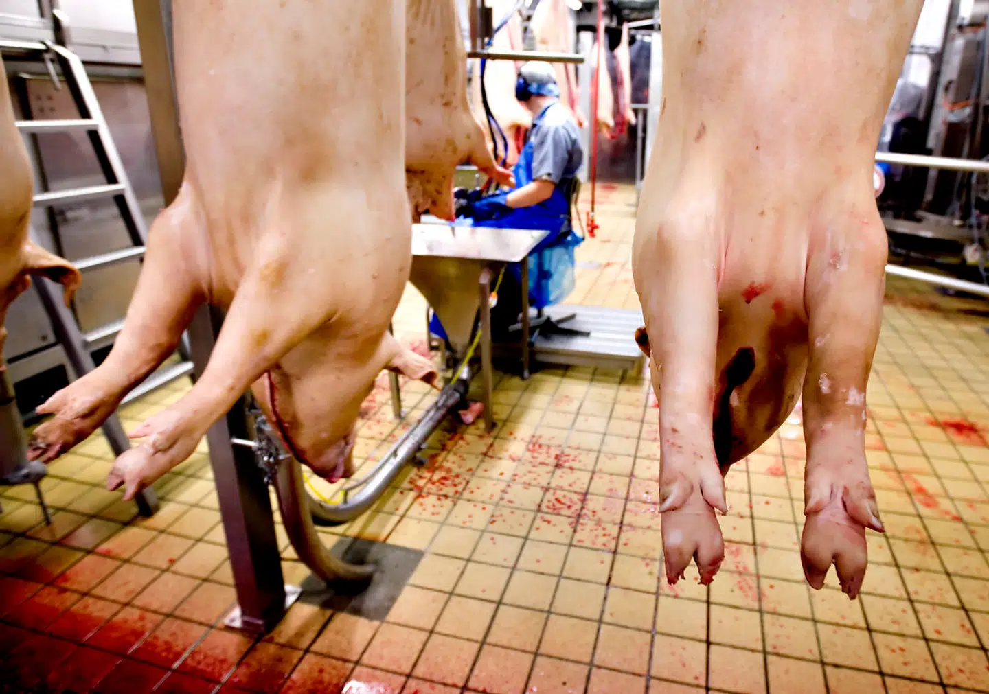 ARKIVFOTO 2009 fra Danish Crown Slagteri (Foto: Morten Stricker/Scanpix 2014)