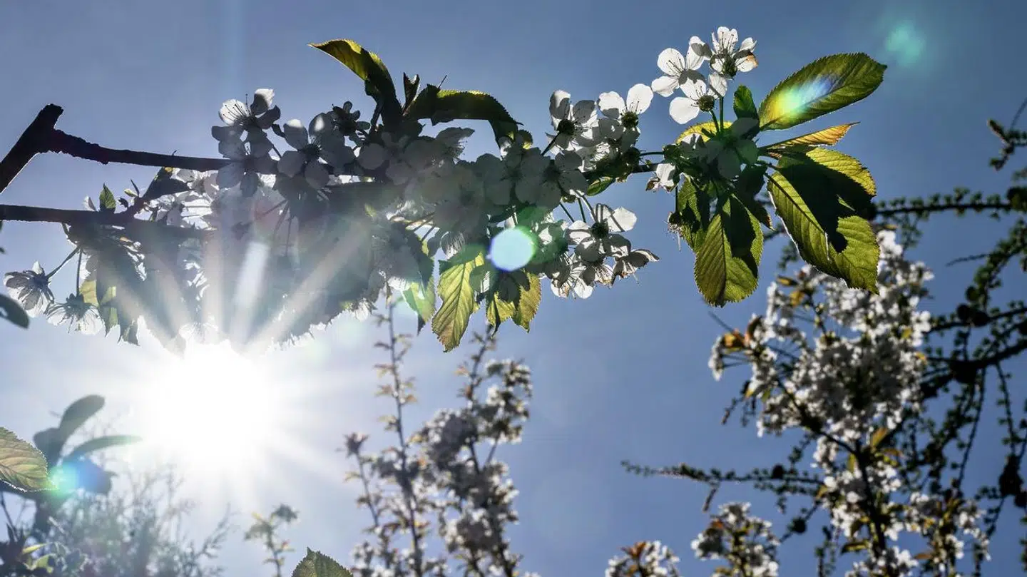 Arkivfoto af kirsebærtræ i blomst.