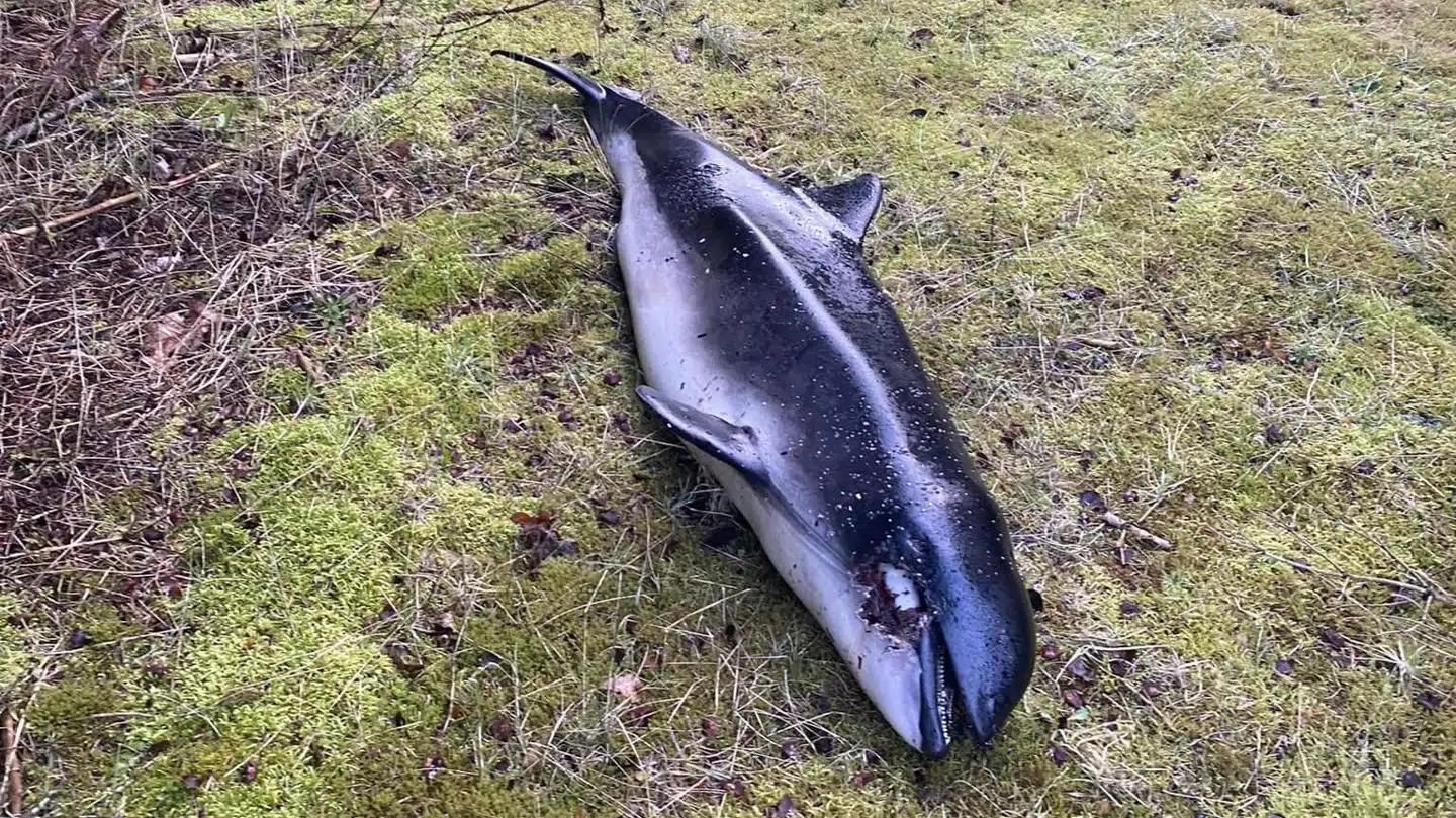 Marsvinet lå på en skovsti nær Henriette Kristensens bolig. Foto: Prviat.