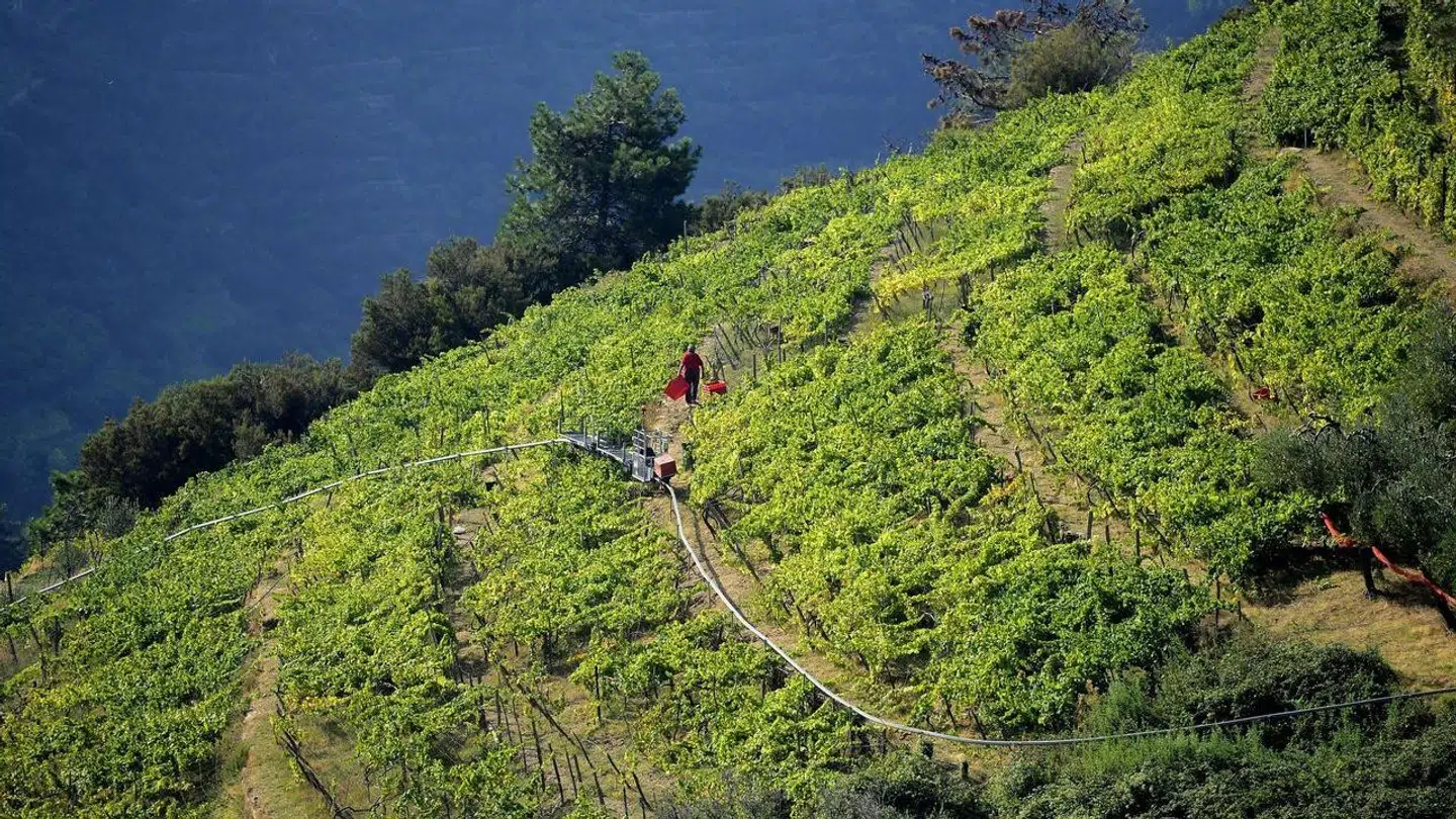 Wine Jump A/S ville gøre det billigere at købe kvalitetsvin, ved at forbrugerne via Wine Jumps digitale platform kunne købe vin direkte hos vinbønderne.