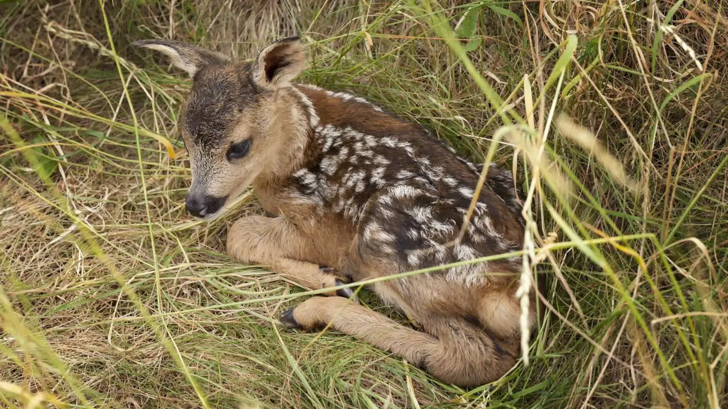 Et nyt projekt skal reducere antallet af rålam, der bliver dræbt ved græshøst.