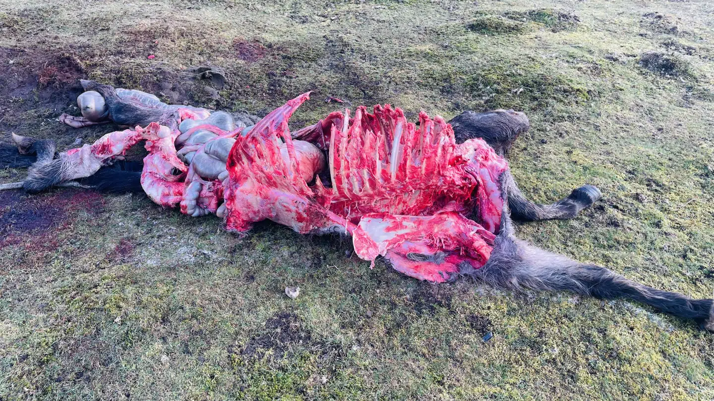 Ponyen blev fundet sådan mandag.