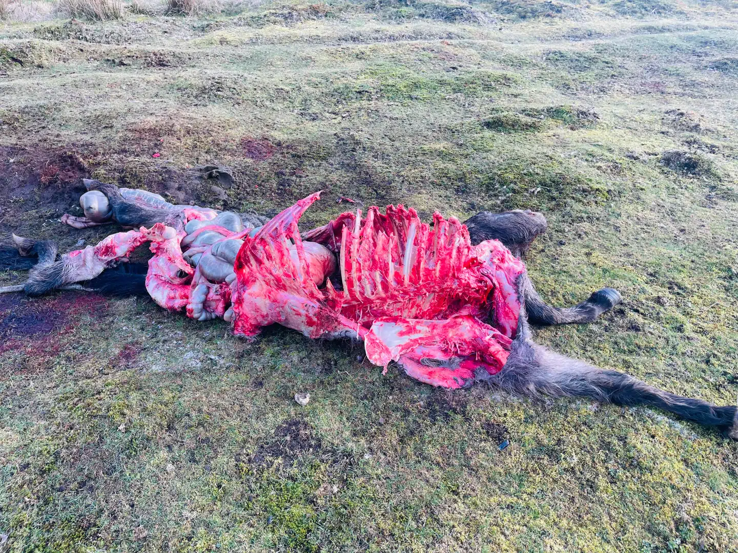 Ifølge ulvekonsulent Jens Henrik Jakobsens måling er ponyen af racen Exmoor cirka 1,15 meter over ryggen.