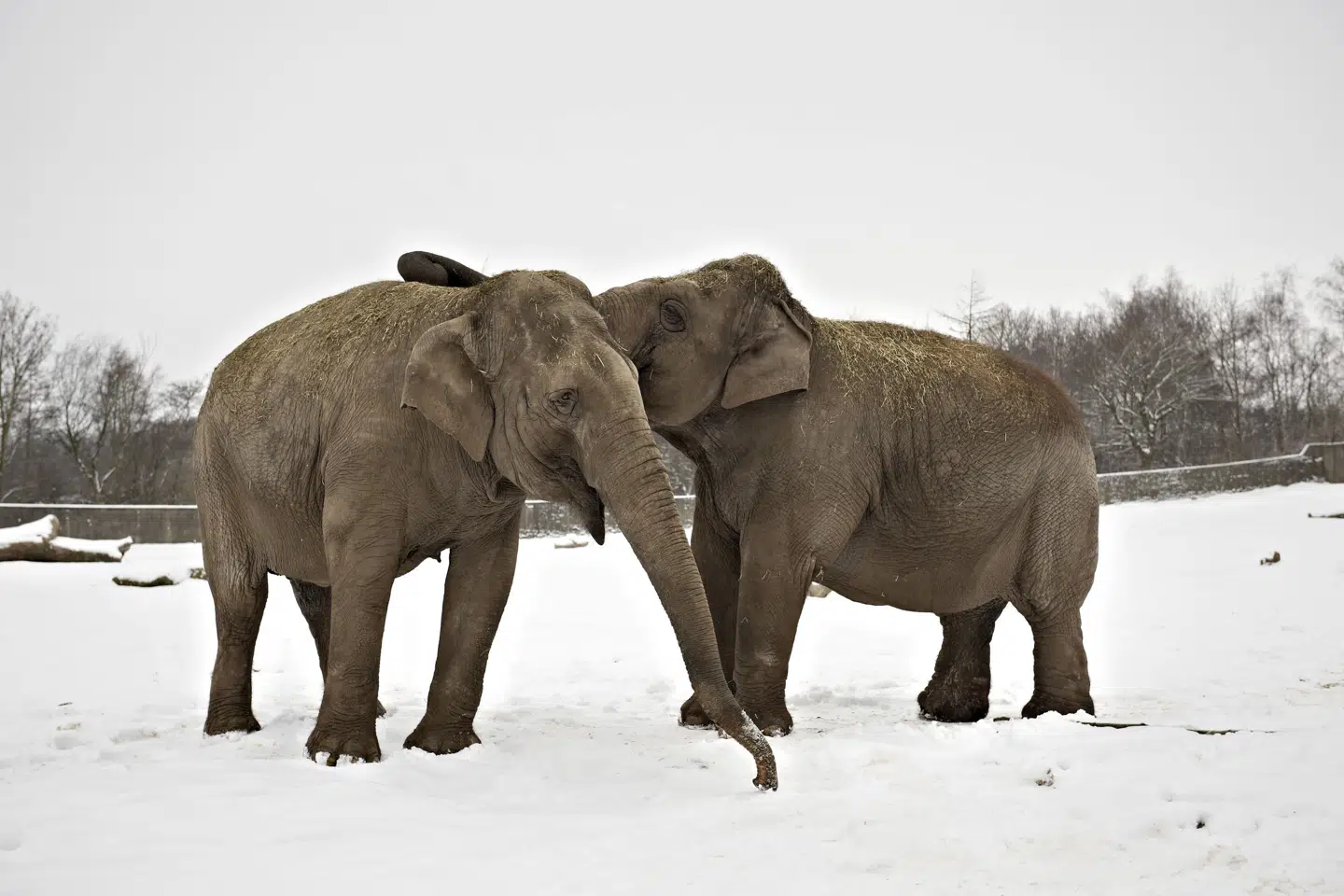 Vinter og sne i Givskud Zoo. Elefanterne er fortid i den zoologiske have, har ledelsen besluttet. (Arkivfoto). Bonnerup Claus/Ritzau Scanpix