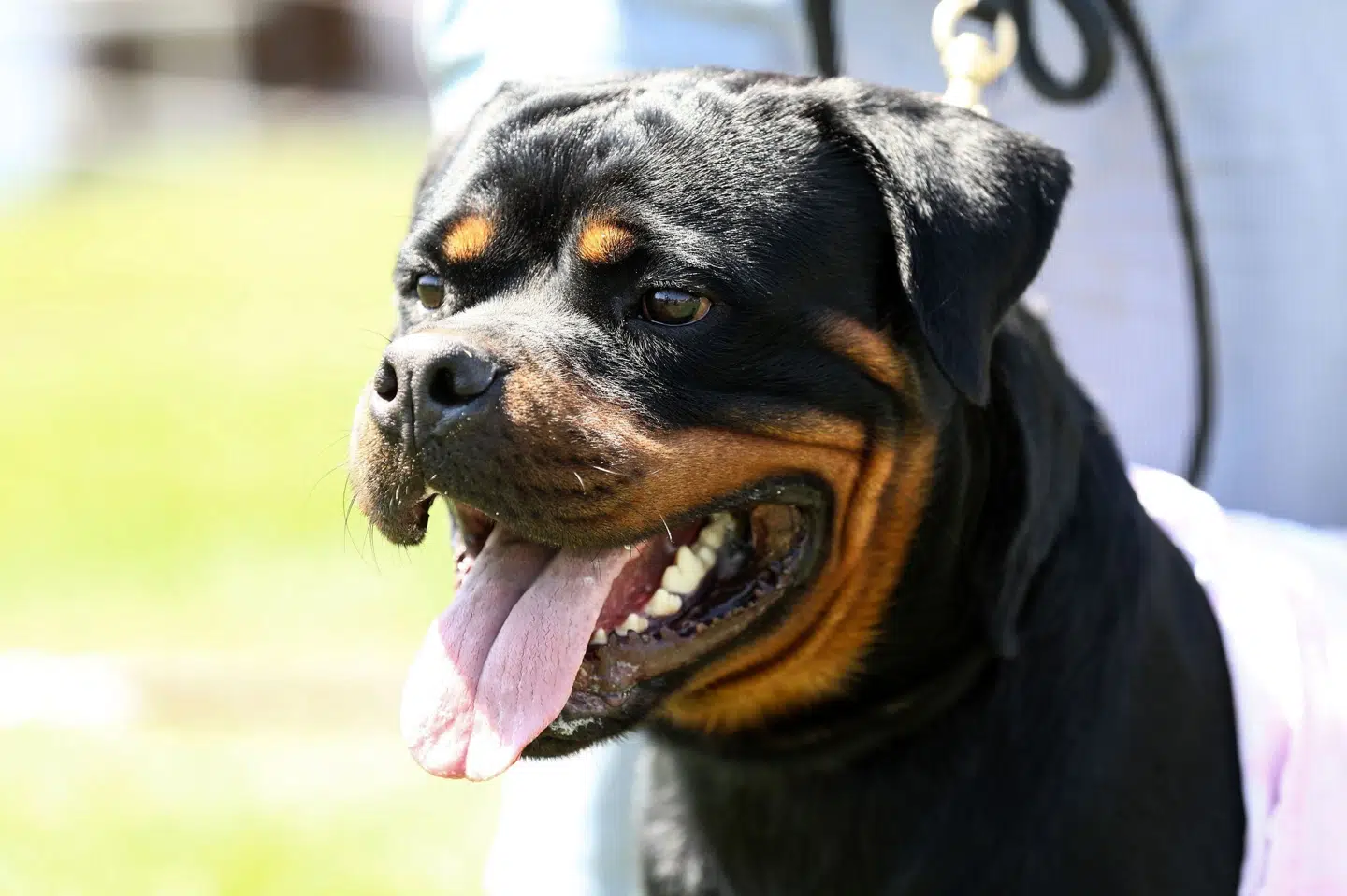 Det var hunde af denne type, der løb rundt ved børnehaven. Den ene rottweiler blev aflivet af politiet for truende adfærd, mens den anden er tilbageleveret til ejeren af hundene. (Arkivfoto). Adem Altan/Ritzau Scanpix