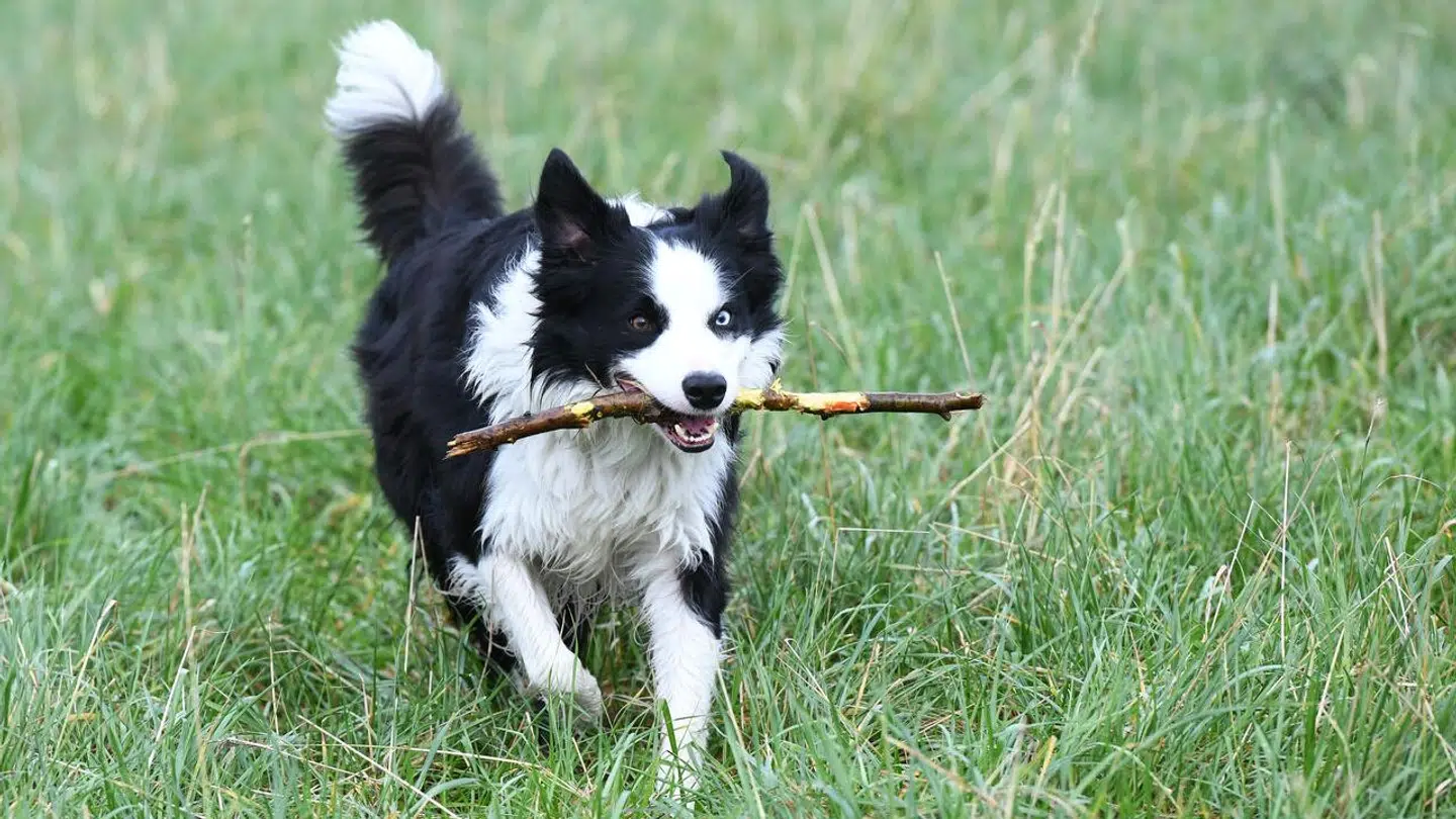 Sygdommen er forårsaget af en mikroorganisme kaldet giardia, som hunden sluger, når den æder giardia-inficeret afføring, foder eller vand fra vandpytter.