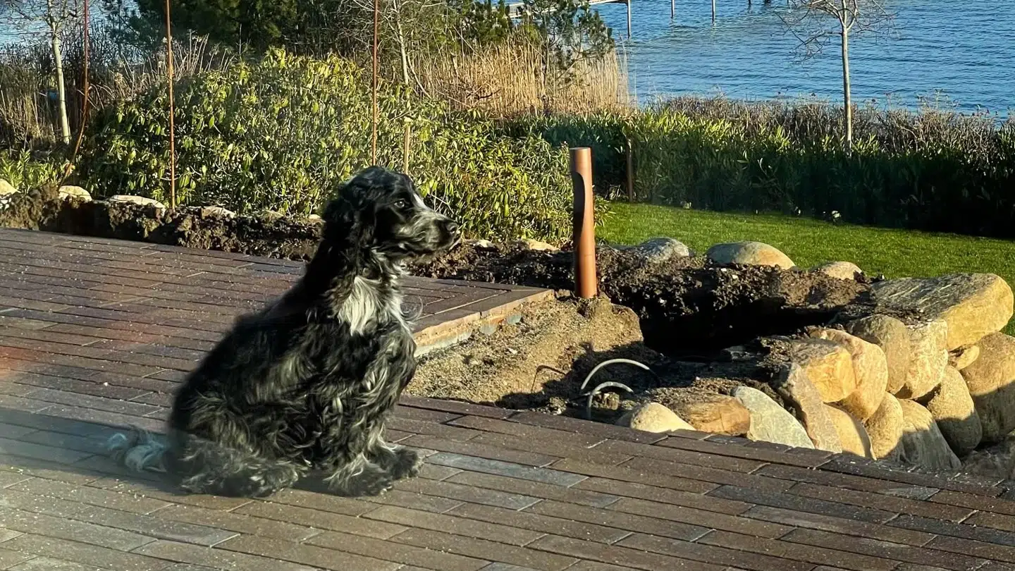 Her ses et billede af Domingo i parrets have i Svendborg. Foto: Privat