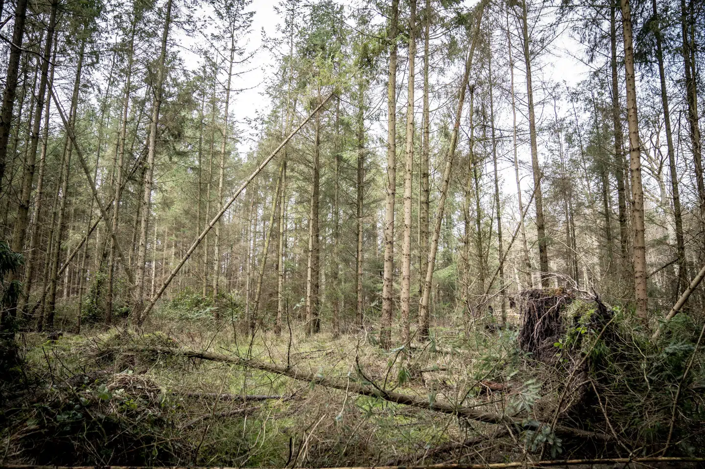 Det er en målsætning, at Danmarks samlede skovareal skal op på 20 til 25 procent inden udgangen af det 21. århundrede. (Arkivfoto). Mads Claus Rasmussen/Ritzau Scanpix