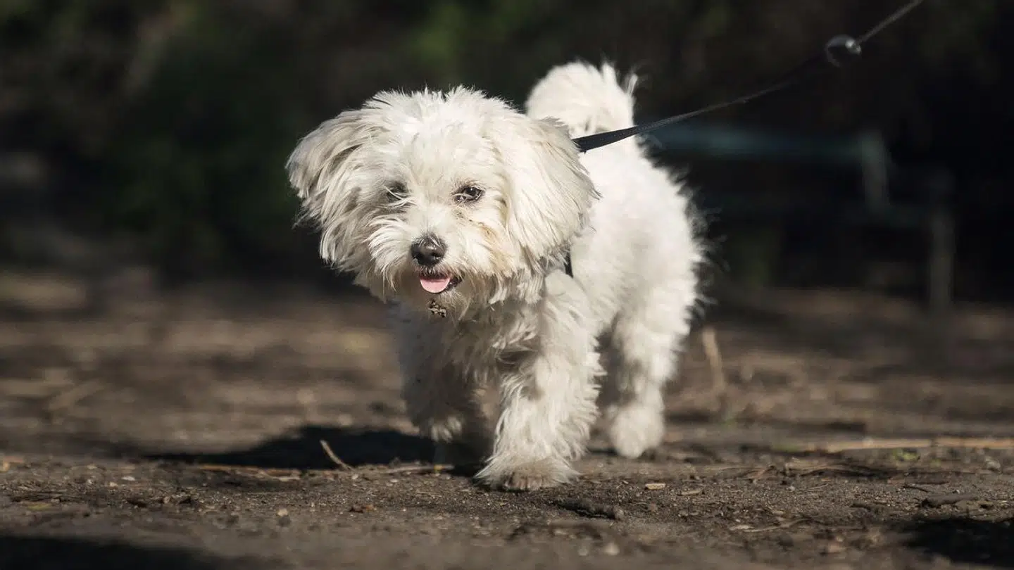 Dyrlæge Bonnie Horne opfordrer hundeejere til at være opmærksomme på farlig hundesygdom og beder om, at man husker at samle op efter sin hund.