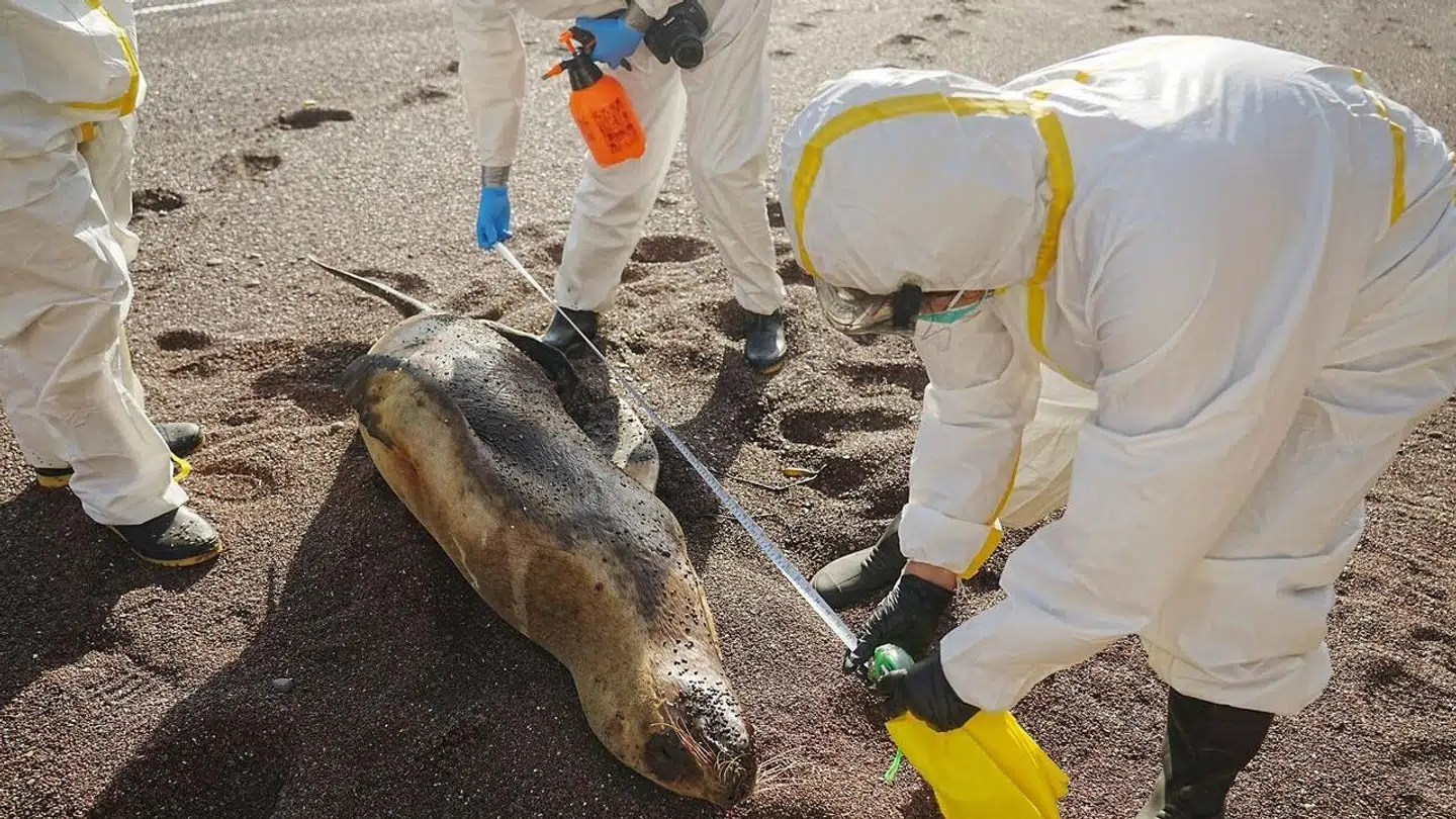 Flere forskere er bekymret over søløverne med fugleinfluenza, da noget tyder på, at virussen udvikler sig.
