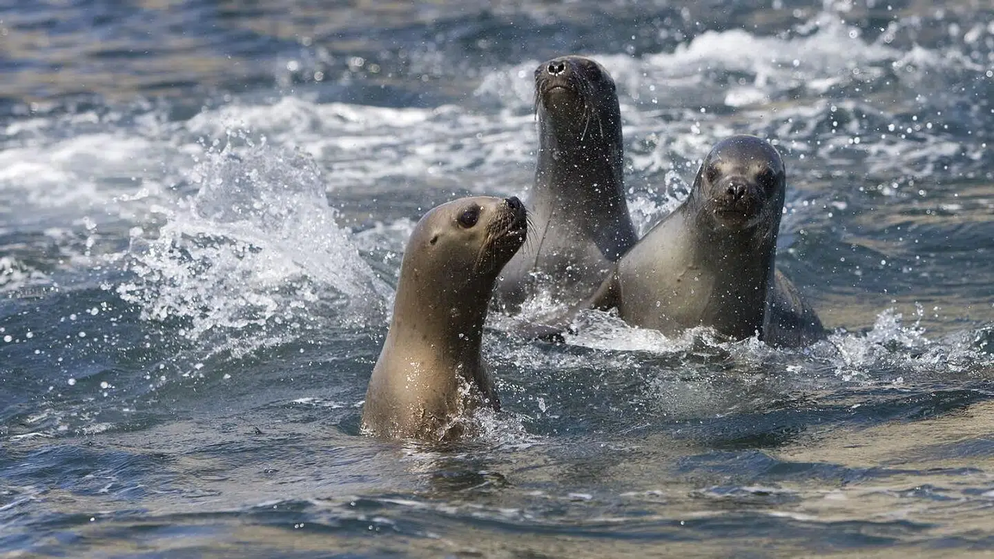 Søløver dør i hundredevis omkring Perus kyster.