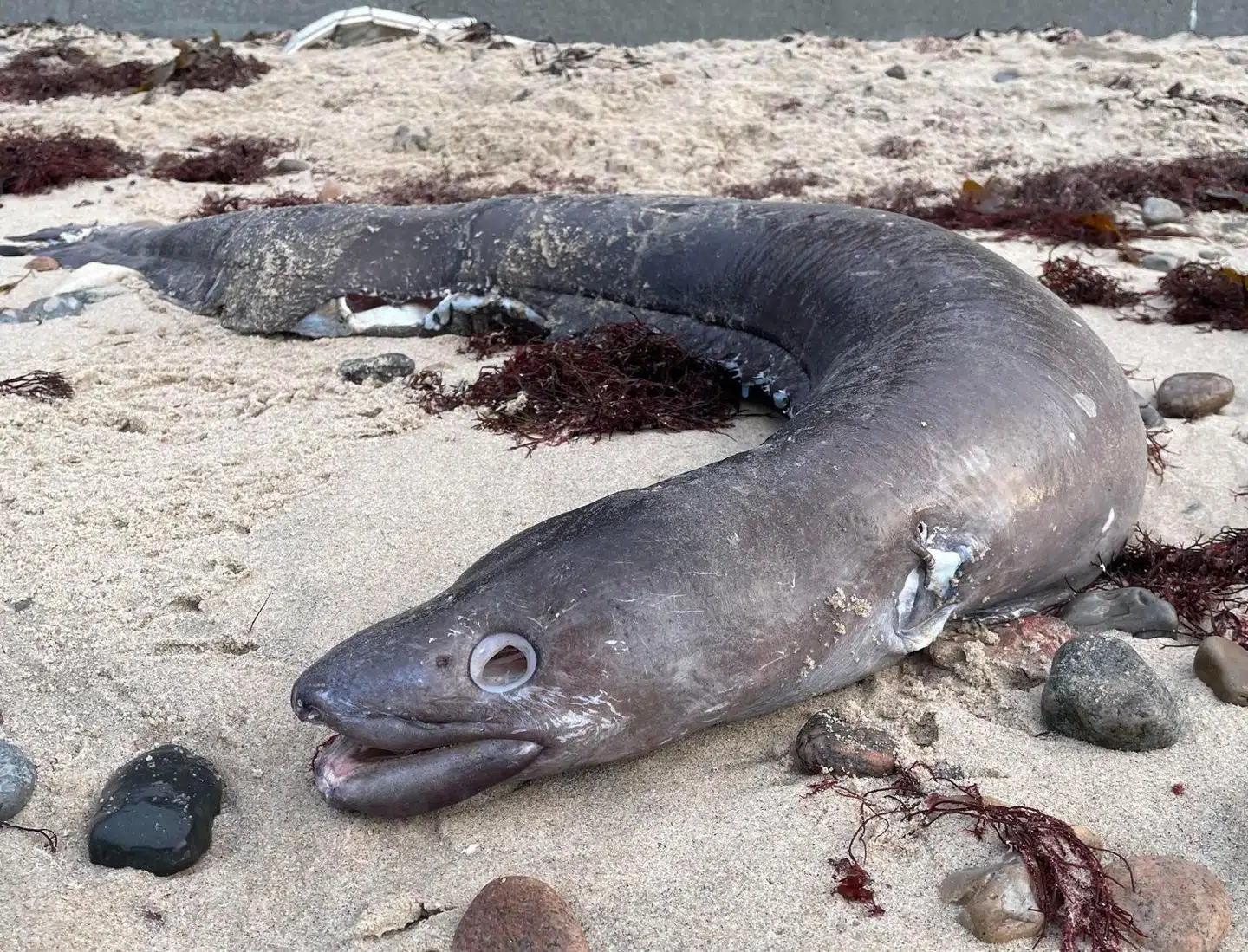 Lene Clausen fik sig et chok, da hun på sin sædvanlige gåtur på Tisvilde Strand stødte på dette dyr. Det viste sig at være en såkaldt havål.