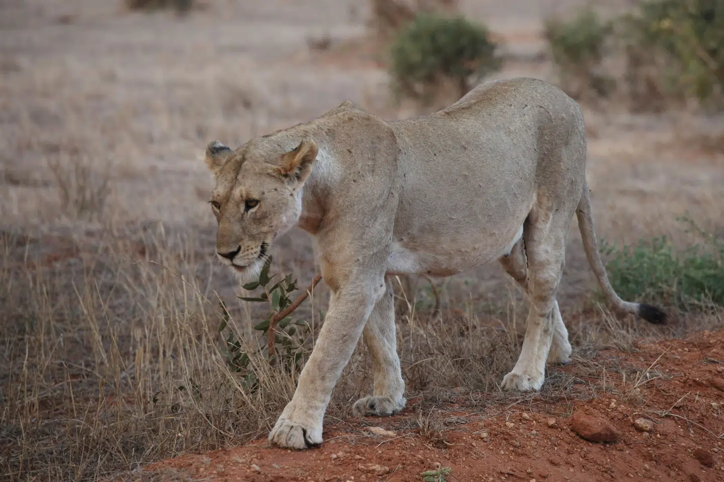 En hunløve i Tsavo East National Park i Kenya. Eksperter har advaret om, at der kun er omkring 2500 løver tilbage i Kenya, og at de kan være forsvundet fra landet om mindre end 20 år. Steffen Trumpf/Ritzau Scanpix