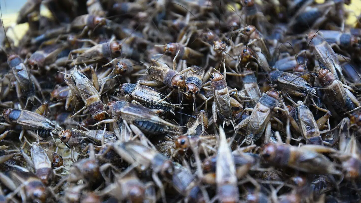 Velbekomme! En gammel madopskrift indeholdende insekter har bragt sindene i kog i Sverige. Arkivfoto