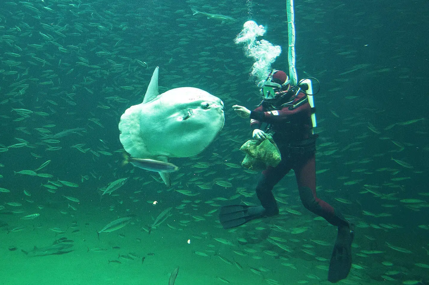 Klumpfisken kaldes en af havets kæmper. Billedet her er taget tilbage i 2015 på Nordsøen Oceanarium. (Arkivfoto). Henning Bagger/Ritzau Scanpix