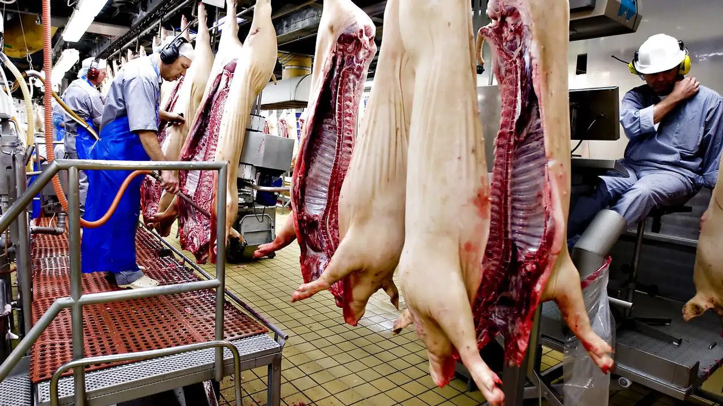 Der er blevet længere imellem, at nordeuropæerne køber svinekød, og det kan mærkes hos Danish Crown.