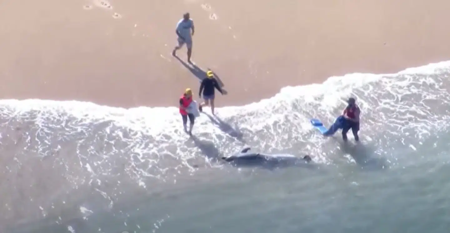 Folk på standen begyndte straks at komme vand på delfinen, da den strandede, men forvgæves.