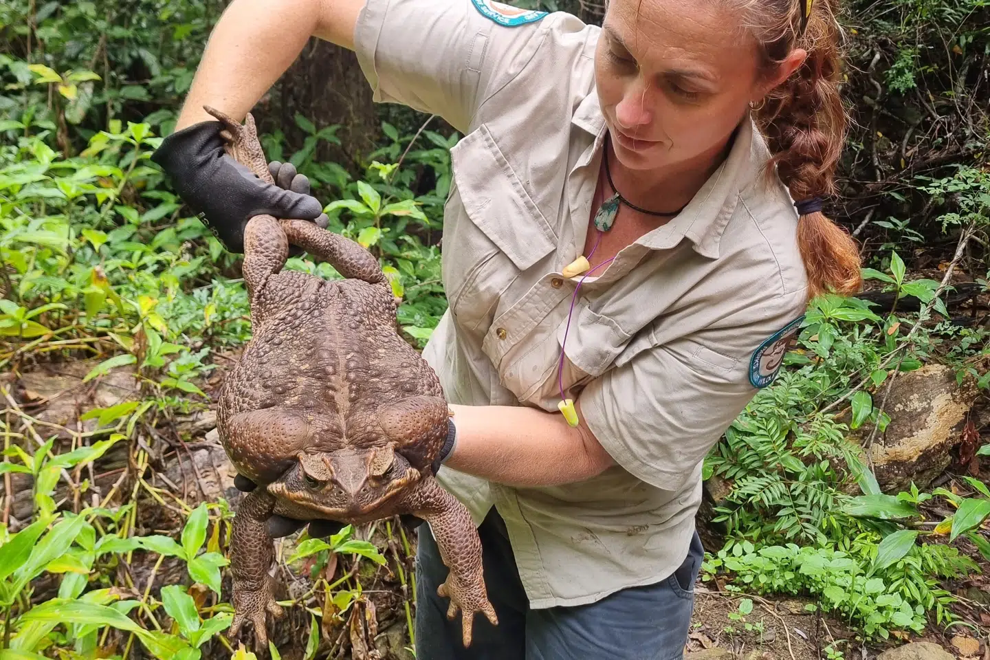 Verdens måske største tudse er blevet fanget i den australske delstat Queensland. Det er en stoktudse, som vejer 2,7 kilo. Queensland Department of Environment and Science/Free