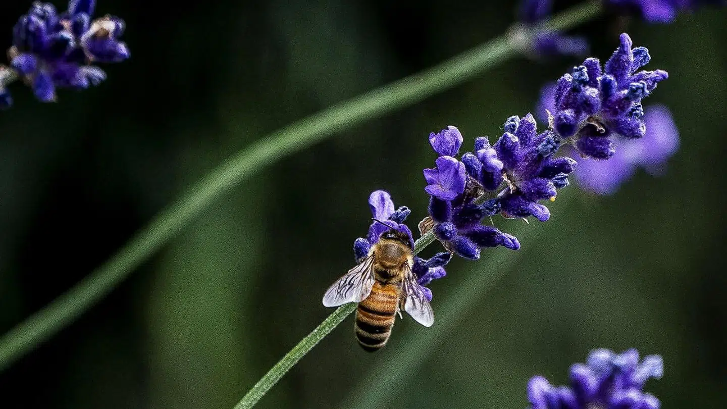 Der er gode penge i at kunne efterligne det duftstof, som insekter udskiller, når de er i parringstiden.