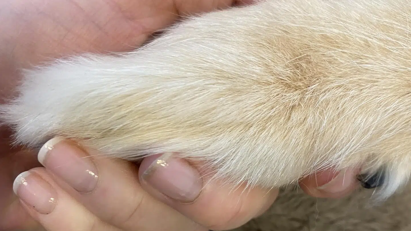 Muffins pote på Dyreklinikken Artemis, efter den lille jack russel terrier tirsdag døde.