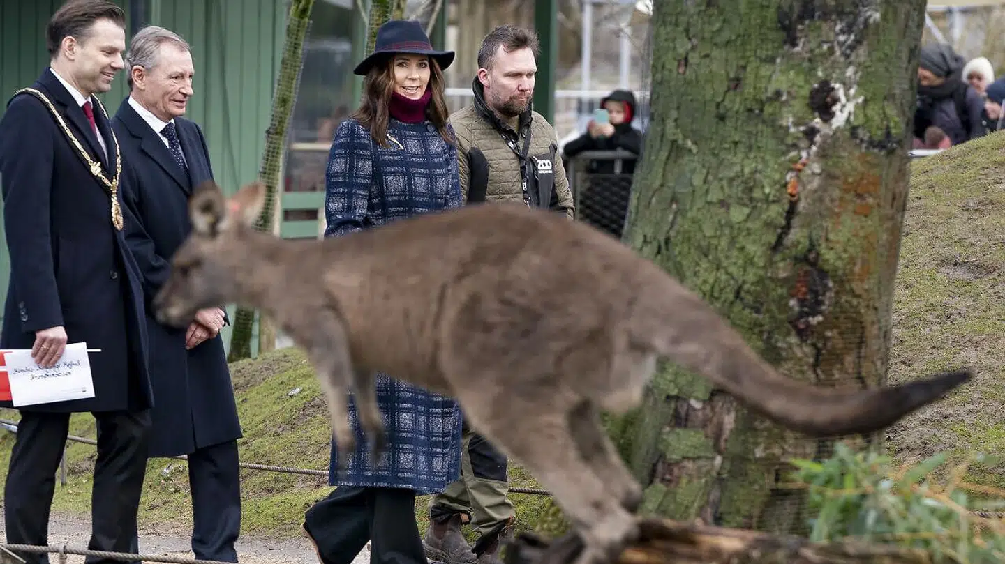Kronprinsesse Mary blev blandt andet fejret i Københavns Zoologiske Have, der åbnede 'Marys australske have' i februar som en hyldest til Kronprinsessen.