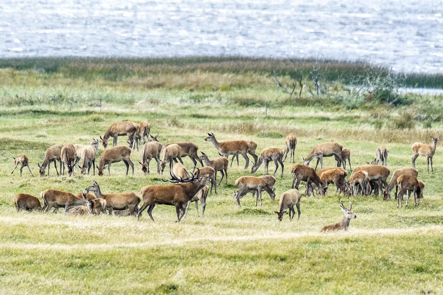 282 krondyr, dådyr og sikahjorte blev skudt med bue og pil i Danmark fra 2018 til 2022. (Arkivfoto). John Randeris/Ritzau Scanpix